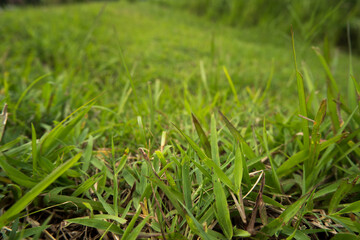 Lawn, Meadow, Field, Forest, Front or Back Yard