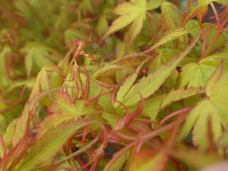 Zbliżenie na młode listki klona palmowego © Kumulugma