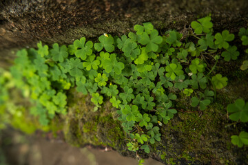 Small vibrant lush green patch of clover 