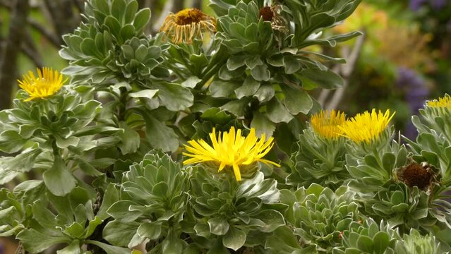 Asteriscus sericeus (Nauplius sericeus or Canary Island Daisy) is a species in the daisy family endemic to the Canary Islands.