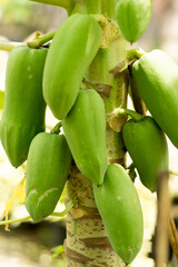 Some California papayas are still young on the tree