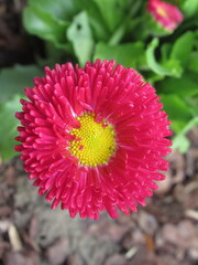 Zbliżenie na kwiat różowej stokrotki © Kumulugma