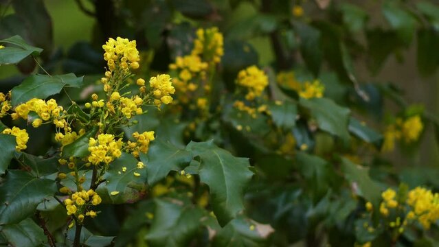Mahonia aquifolium, Oregon grape or holly-leaved barberry, is flowering plant in family Berberidaceae, native to western North America.