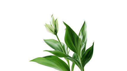 green plant isolated on background