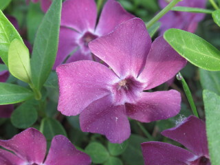 Zbliżenie na fioletowy kwiat rośliny z gatunku Vinca minor