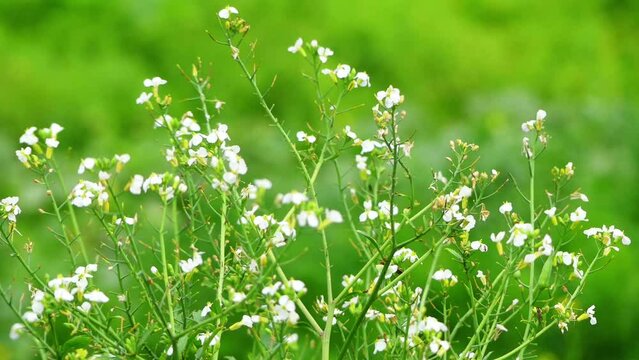 Arabidopsis arenosa, sand rock-cress, is flowering plant in family Brassicaceae. It is found mostly in Central Europe in both diploid and autotetraploid form.