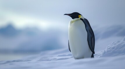 Photo of penguin in Antarctica. AI generated.