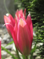 Zbliżenie na różowy kwiat tulipana botanicznego