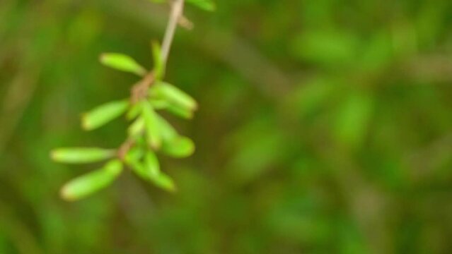 Coprosma propinqua is New Zealand plant