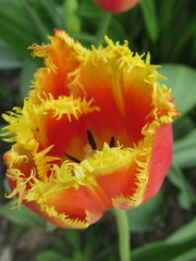 Zbliżenie na pomarańczowy kwiat tulipana strzępiastego