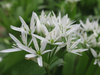 Zbliżenie na białe kwiaty czosnku niedźwiedziego © Kumulugma