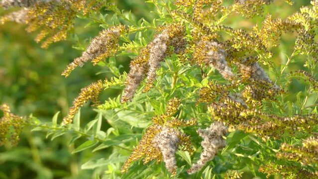 Solidago gigantea is North American plant species in sunflower family. Its common names include tall goldenrod and giant goldenrod. Solidago gigantea is state flower of Kentucky and Nebraska.