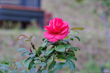 赤いバラの花