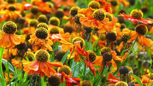 Gelenium Kupferzberg. Helenium is a genus of annuals and herbaceous perennials in the sunflower family native to the Americas.