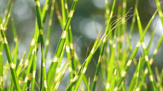 Miscanthus sinensis is species of flowering plant