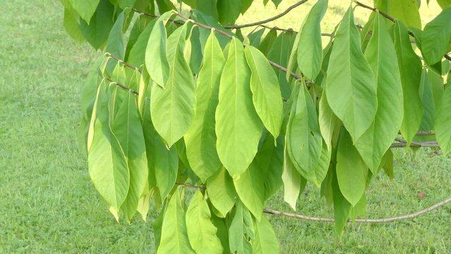 Asimina triloba, papaw, paw paw, paw-paw, or common pawpaw, in same plant family (Annonaceae) as custard-apple, cherimoya, sweetsop, ylang-ylang and soursop.