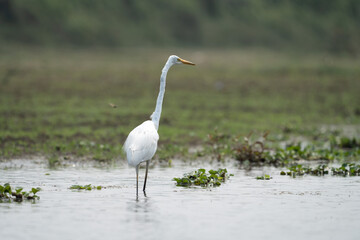 Great Egret in the River