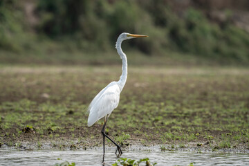 Great Egret in the River