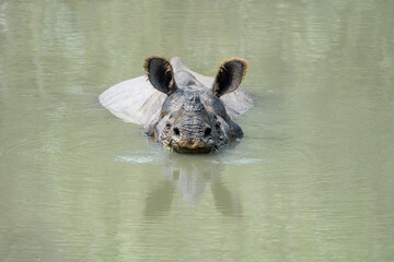 One Horned Rhino in the Water