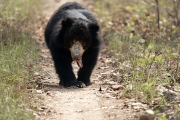 Obraz premium Sloth Bear on Dirt Trail