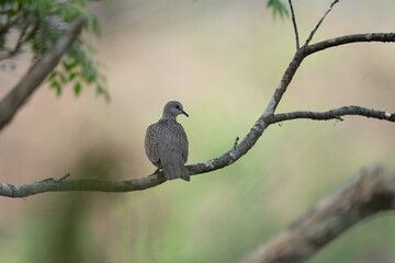Spotted Dove on a Branch