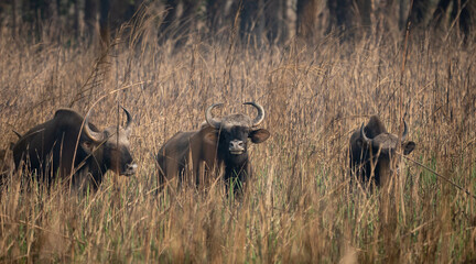 Wild Gaur or Buffalo