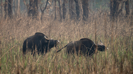 Wild Gaur or Buffalo