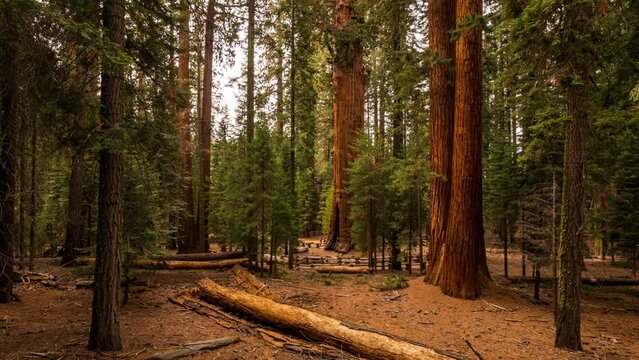 Sequoia National Park Timelapse: 4K Video of General Sherman Tree