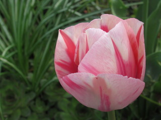 Zbliżenie na wyjątkowy kwiat różowego tulipana