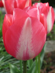 Zbliżenie na wyjątkowy kwiat różowego tulipana