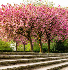 Steintreppen in einem Park, oben im Hintergrund stehen blühende Kirschblütenbäume, 1:1