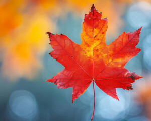 A single red maple leaf is illuminated from behind, revealing its intricate vein pattern with a soft bokeh background in autumnal hues.