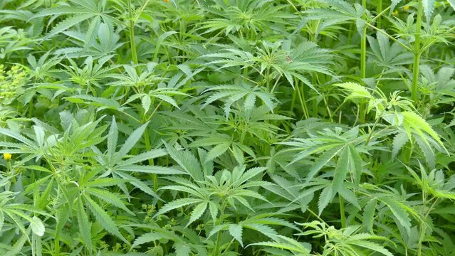 Cannabis, marijuana in 4k