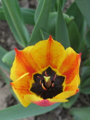 Zbliżenie na wyjątkowy kwiat żółtego tulipana