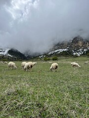 A flock of sheep grazing in the mountains against the backdrop of the Caucasus Mountains. Ingushetia, Caucasus, Russia. Beautiful spring landscape. A sheep with a lamb on a mountain slope.