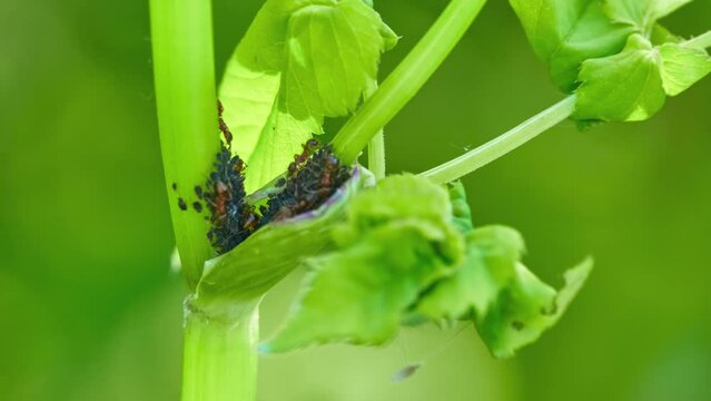 The ants protect the aphids and graze on the succulent plant stem.
