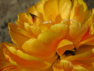 Zbliżenie na wyjątkowy kwiat żółtego tulipana - obrazy, fototapety, plakaty