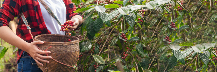 Banner coffee plant farm woman Hands harvest raw coffee beans. panoramaRipe Red berries plant fresh...
