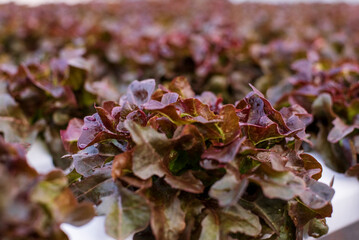 Salad farm vegetable red oak lettuce. Close up fresh organic hydroponic vegetable plantation...