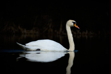 Mute swan