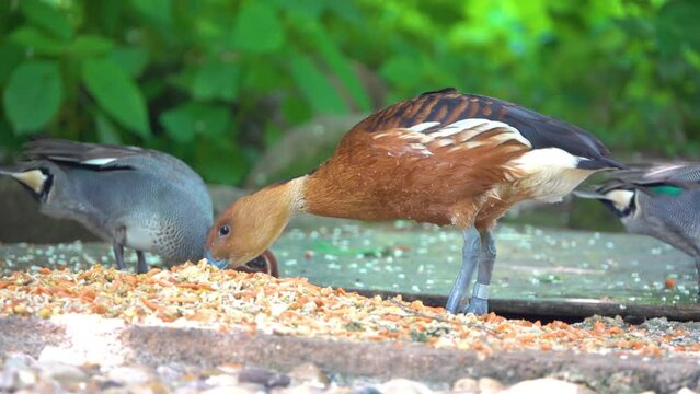 Fulvous whistling duck or fulvous tree duck (Dendrocygna bicolor) is a species of whistling duck that breeds across the world's tropical regions in much of America.