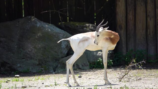 Dama gazelle, addra or mhorr gazelle (Nanger dama ruficollis, formerly Gazella dama) is species of gazelle. It lives in Africa in the Sahara desert and the Sahel.