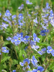 Zbliżenie na błękitne łąkowe kwiaty © Kumulugma