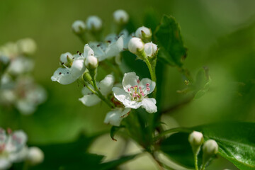 Bird cherry