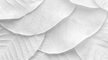 Luxurious elegant abstract background. Translucent white leaves with veins.
