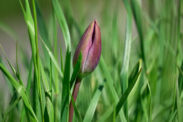 Tulip