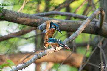 カワセミの交尾