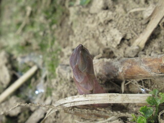 Zbliżenie na młode pędy szparagów © Kumulugma