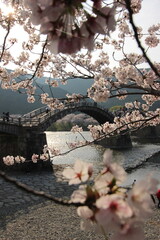 『錦帯橋とサクラ』桜 アップ 山口県岩国  #日本観光　Kintai Bridge 　