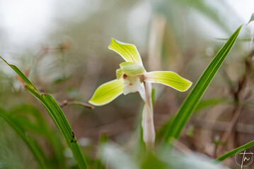 Obraz premium シュンラン